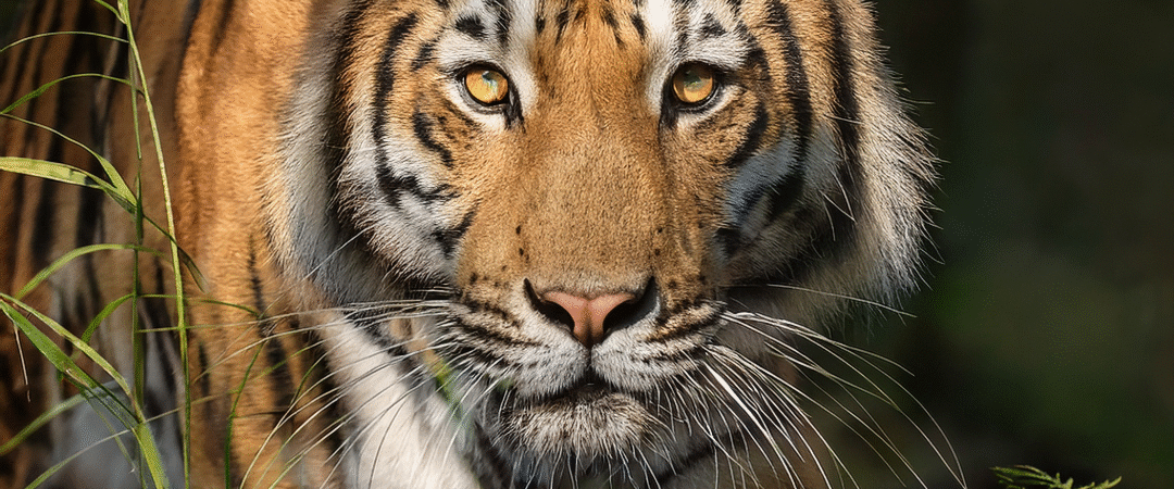 How to Build Grit and Resilience